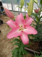 [5660 VZ W07 0670-01 No02.JPG]